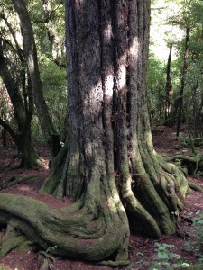 Wellington bis Napier-017